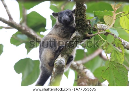 A Lumholtz's tree-kangaroo (Dendrolagus lumholtzi) cub  in a tree Queensland, Australia