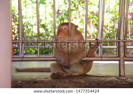 The monkey sitting sad Leaning against stainless steel fence