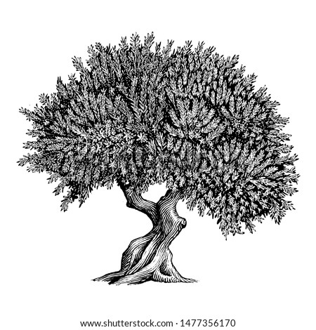 Illustration of an Olive Tree in a vintage style