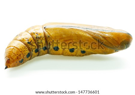 Pupa of Daphnis nerii (formerly Deilephila nerii), known as the Oleander Hawk-moth Or Army Green Moth, is a moth of the Sphingidae family