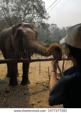 Feed the elephant at sanctuary in Chiang Mai Thailand 