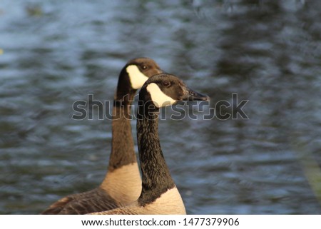 Picture of twin geese in water.