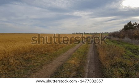 Dirt road on a  wheat field landscape