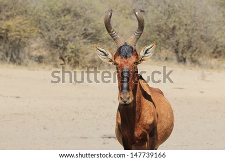 Red Hartebeest - Wildlife from Namibia, Africa - A unique face and horns make this animal stand out from the rest.