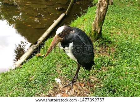 Lesser adjutant stork (Leptoptilos javanicus).