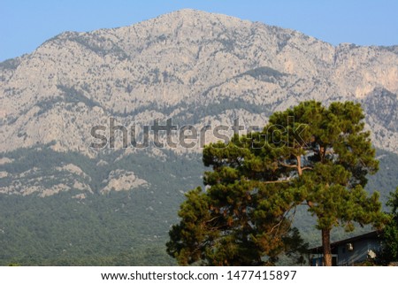 Pine on a background of mountains in a blue haze. Sea shore