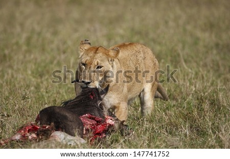 Lion with kill