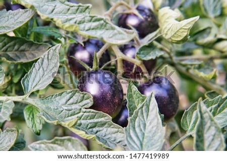 Black tomatoes grow on a bush in the garden.