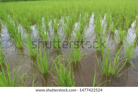                             The Green Rice  field farm Royalty-Free Stock Photo #1477422524