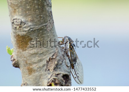 cicada in mating season sitting on a tree trunk close-up