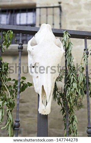 Old cow skull, detail of an old dead cow head, ritual traditional superstition