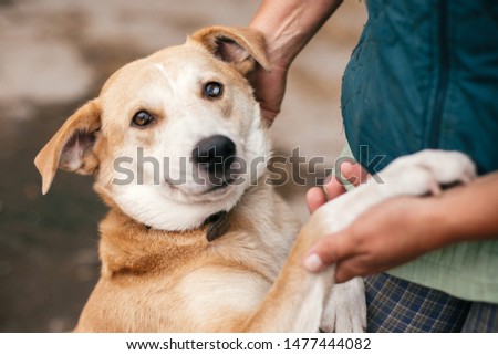 Person hugging adorable yellow dog with funny cute emotions. Hand caressing cute homeless dog with sweet looking eyes in summer park. Adoption concept. Royalty-Free Stock Photo #1477444082