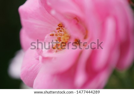 Close-up pictures of pink roses on a blurred background