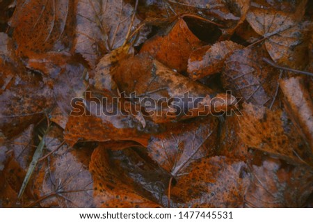 Bright dry autumn leaves on the ground after rain 