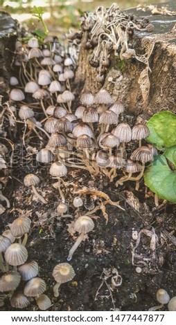 toadstool mushrooms in the wild forest
