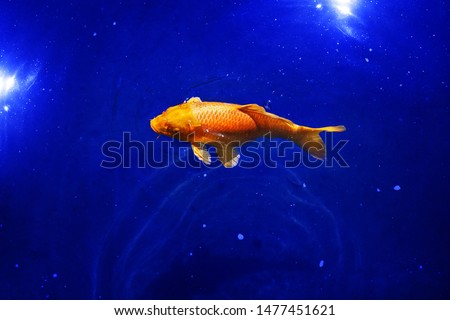 Orange koi carp fish on navy blue sea background closeup, red goldfish swims in pond at dark night, moonlight glow and shiny stars, artistic fantasy galaxy illustration, constellation sign, copy space