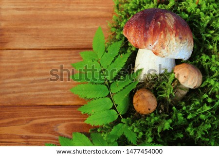Desktop Wallpapers mushrooms in the forest