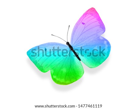 multicolored butterfly for design. isolated on white background