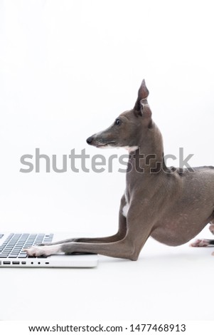 Italian Greyhound dog using laptop computer, isolated on white background