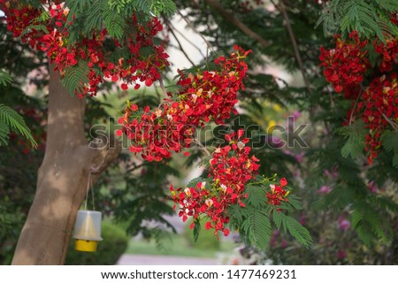 Tropical tree and flowers summer background
