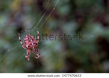 european garden spider in the web