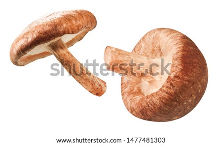 Two fresh shitake mushrooms, isolated Royalty-Free Stock Photo #1477481303