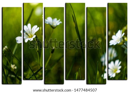 modular picture on white background, common starwort, common starwort, stitchwort, lesser stitchwort, grass like starwort .