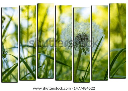 modular picture on white background, lonely, white dandelion in the grass
