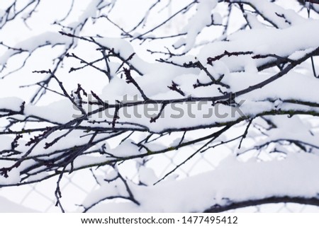 Tree branch covered with snow cap. Winter came