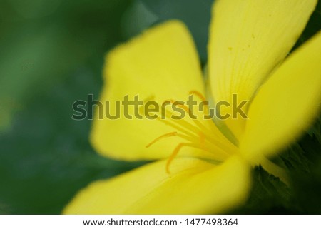 Close-up pictures of yellow flowers on a blurred background