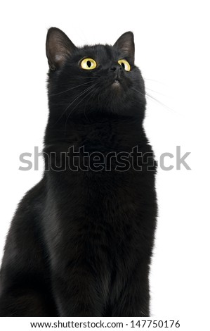 Black cat looking up with interest isolated on white