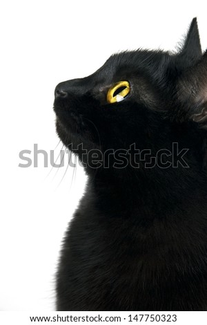 Black cat portrait in profile isolated on white