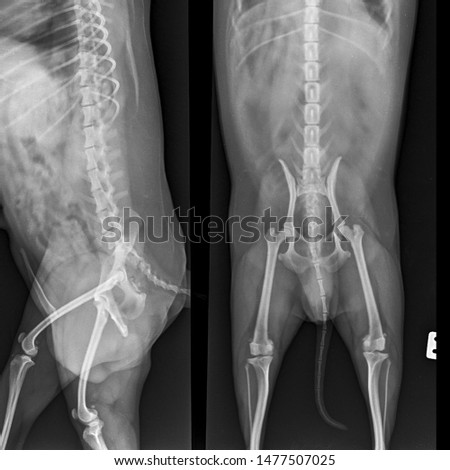 x ray normal pelvic dog both view side view and frontview 