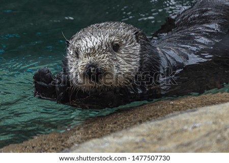 close up of a wet furry sea otter floating in water and looking at the camera