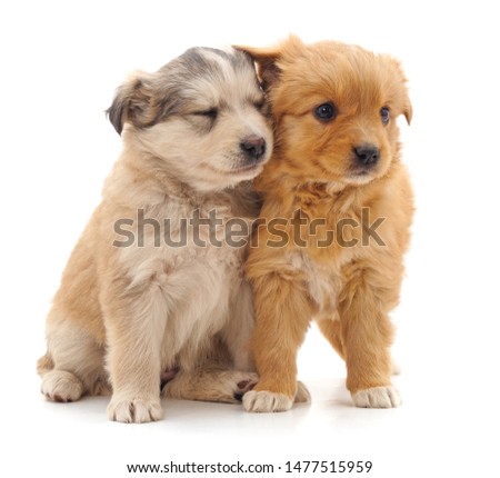 Two cute puppies isolated on a white background.
