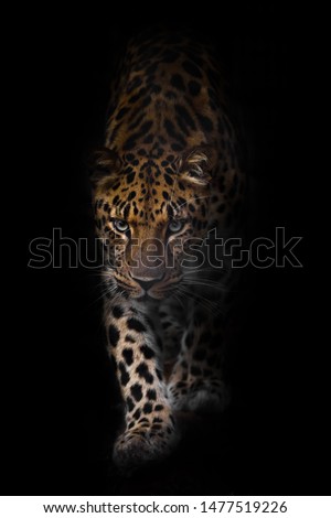 Leopard in the night. A Far Eastern leopard is hunting in the dark. A large beautiful predatory cat is creeping up isolated on a black background. Royalty-Free Stock Photo #1477519226