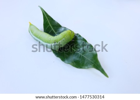Green worm eating leaves on a white background