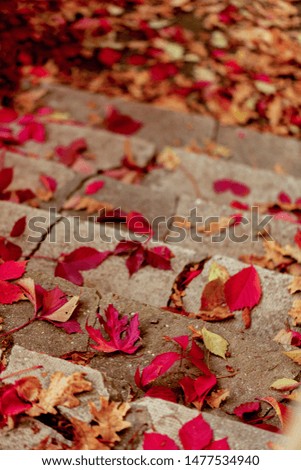 Autumn leaf fall. Red and yellow leaves on the destroyed old stone steps. Blur effect.