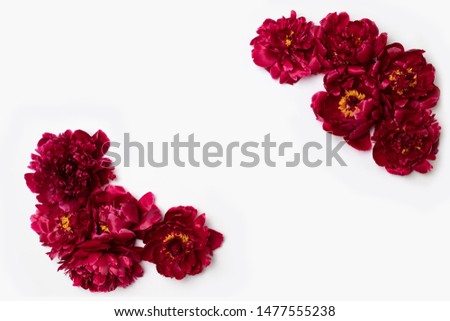 Creative layout of red peony flower border with space for text on white background. Flat lay, top view.