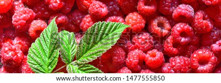 Lots of fresh harvested red ripe juicy sweet raspberry with green leaves. Background. Top view. Wide angle berry panorama for Wallpaper or Web banner