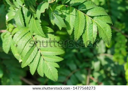 Green leaves of mountain ash close-up.