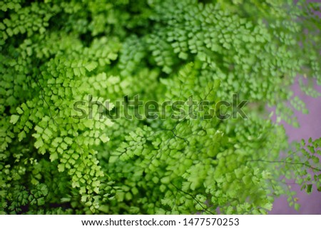 Beautiful green leaves tree natural Background close up