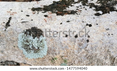 Green gray lichen and red ant on bark tree background in the forest. Lichen used for pollution indicator. Natural plant concept