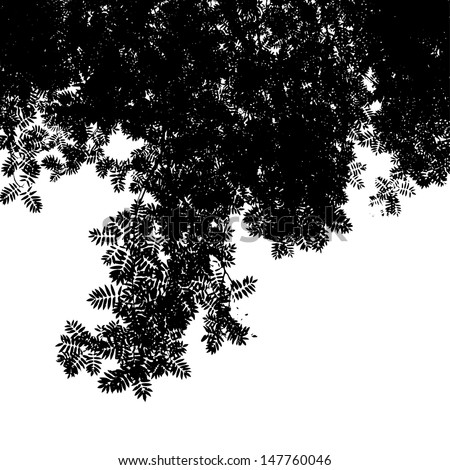 Abstract background with leaves silhouette of Mountain Ash, black and white vector illustration