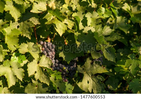 harvest of green and blue grapes.  fields vineyards ripen grapes for wine