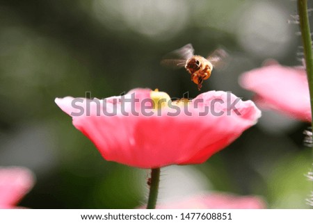 close up of honey bee flying on poppy flower outdoor in spring day