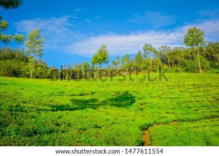 Beautiful Green Tea plantation, Munnar