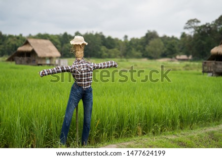 scarecrow standing in the middle of rice field.