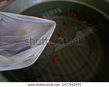 Catch fish from water in bucket. Fish swimming in bucket. 