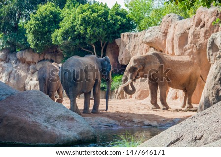 elephants walk in nature. Elephants on the background of rocks